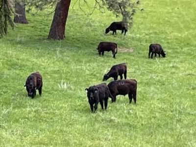 Idaho grass fed cattle ranch to home